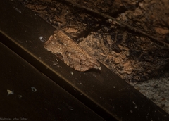 Meritastis ursina
