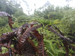 Pseudocalotes tympanistriga