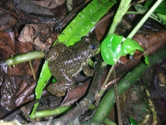 Limnonectes kuhlii