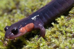 Plethodon jordani