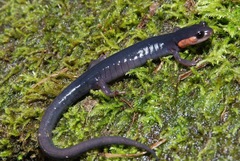 Plethodon jordani