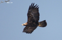Eastern Imperial Eagle photo 5