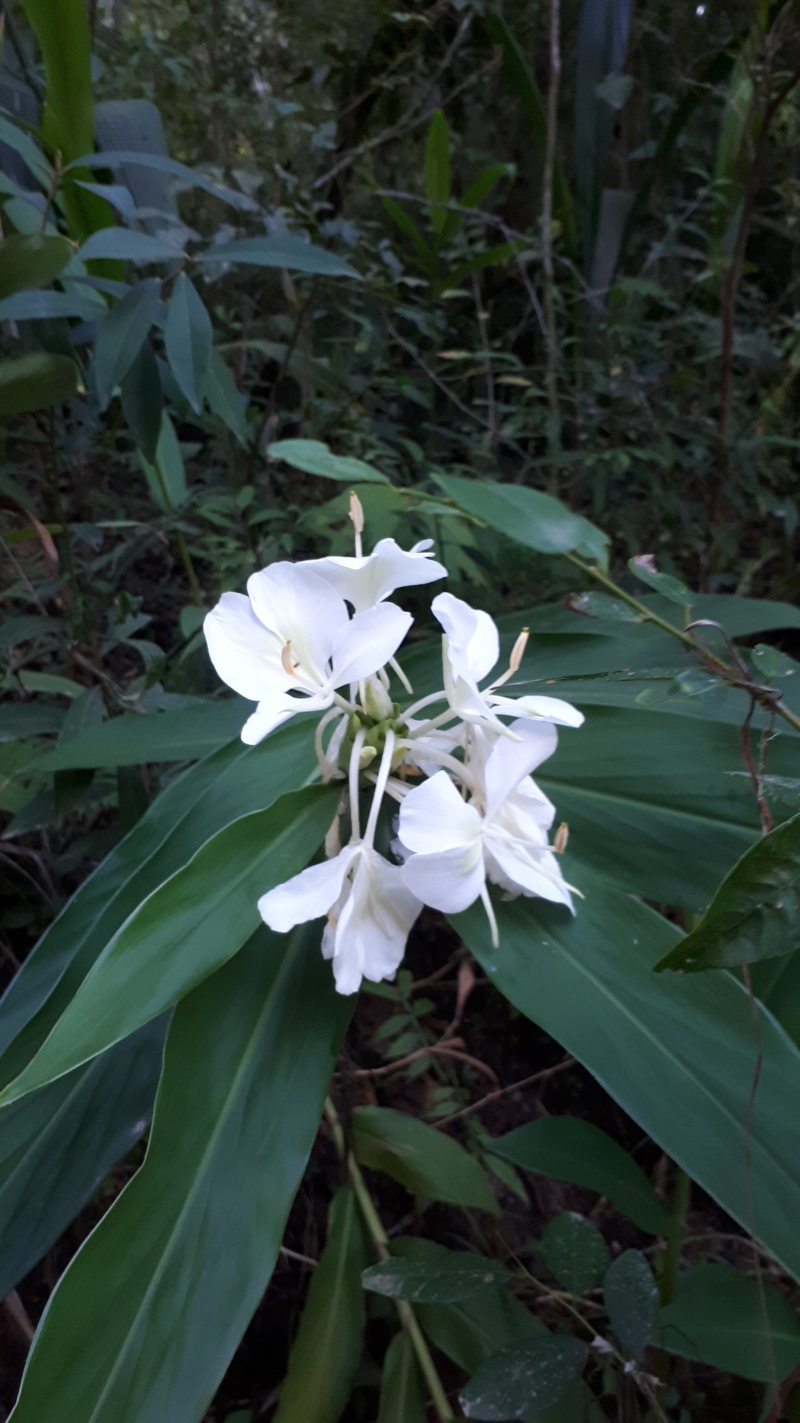 Hedychium coronarium