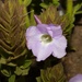 Berg Bushviolet - Photo (c) Joan Faiola, some rights reserved (CC BY-NC), uploaded by Joan Faiola