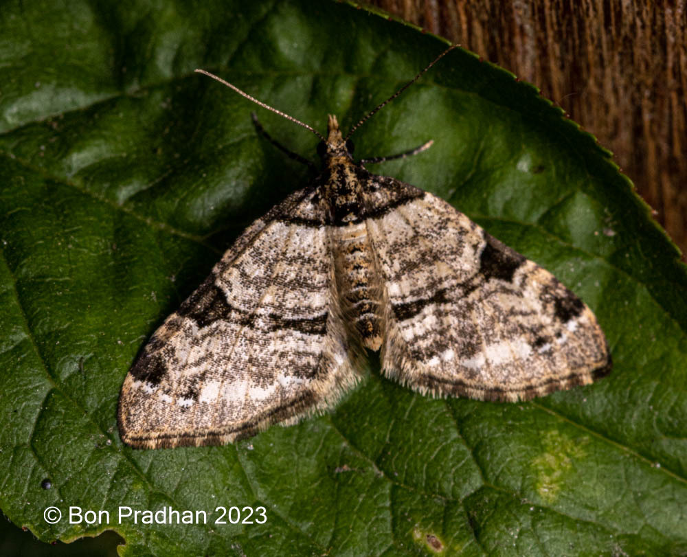 Perizoma conjuncta