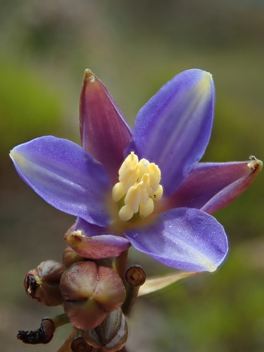 Excremis coarctata, photograph 3