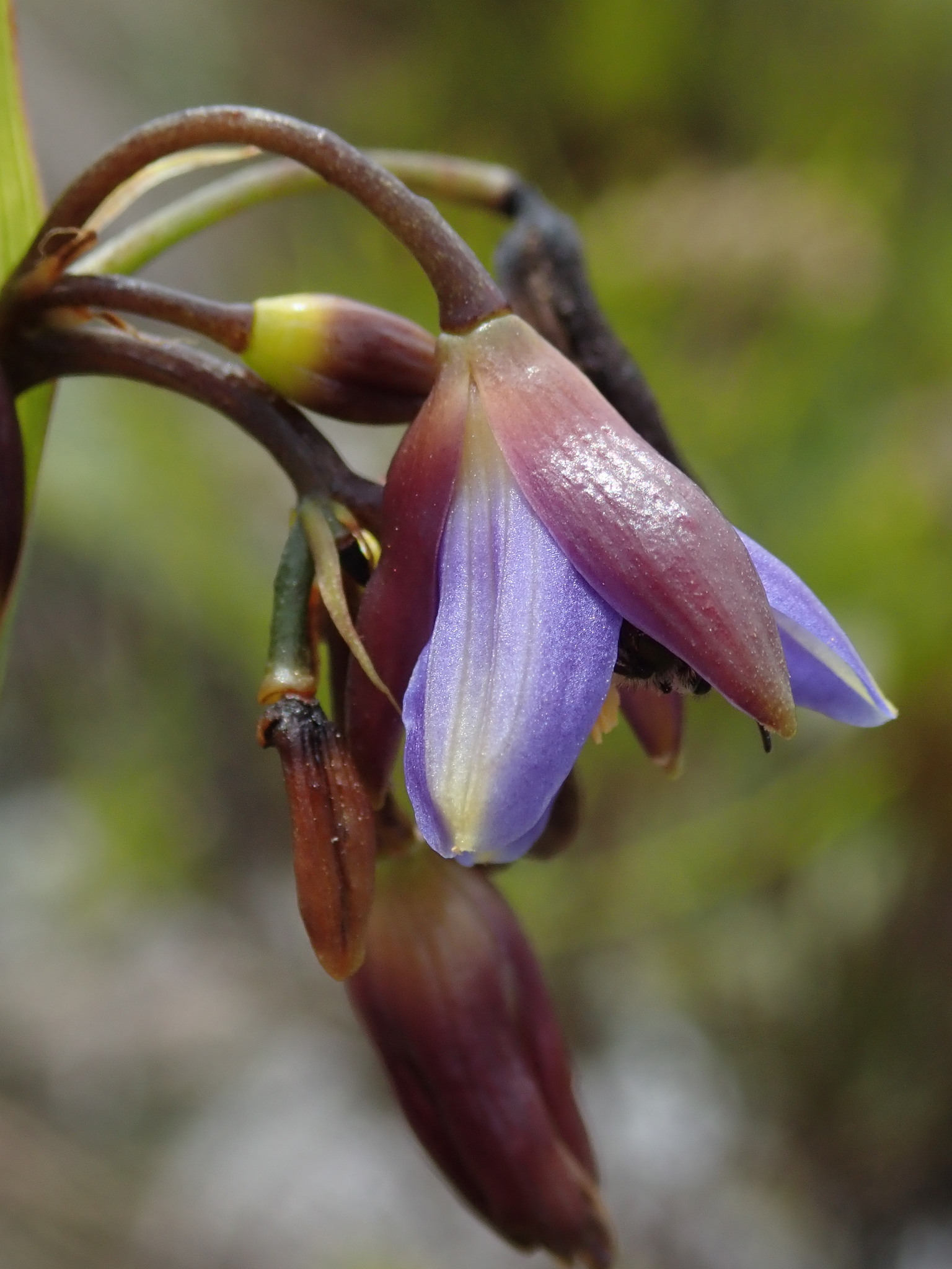 Asphodelaceae image