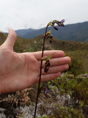 Excremis coarctata, photograph Nolan Exe, CC BY, iNaturalist via GBIF