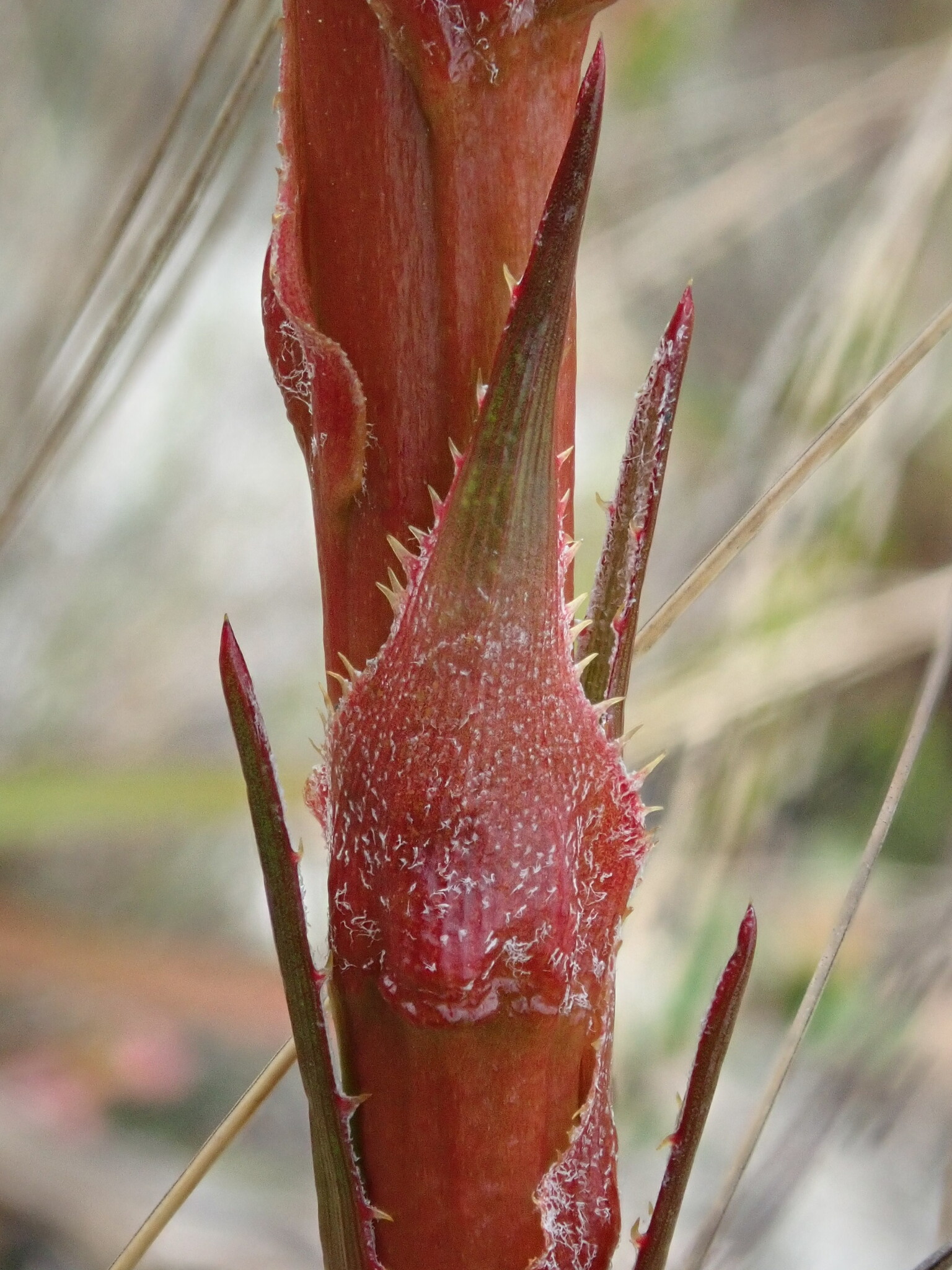 Puya eryngioides image