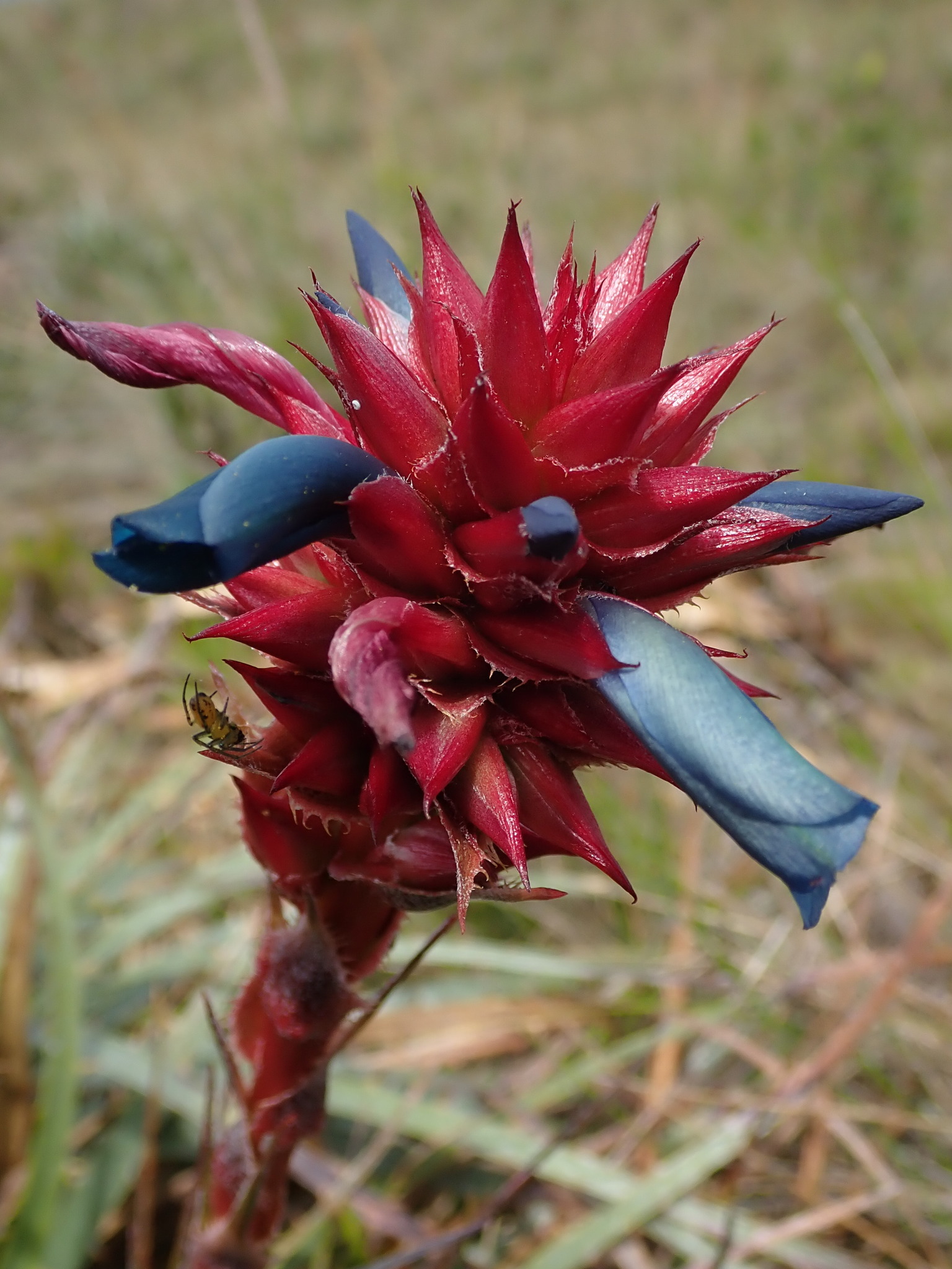 Puya eryngioides image