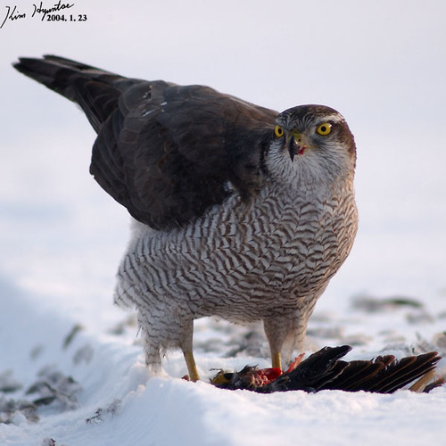 Eurasian Goshawk (Astur gentilis), photo 3