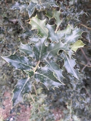 Ilex colchica