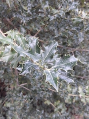 Ilex colchica