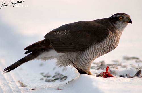 Eurasian Goshawk