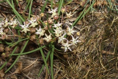Asclepias stellifera