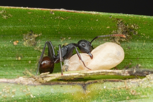 Polyrhachis textorPolyrhachis textor