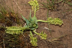 Ledebouria marginata