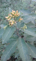 Cestrum thyrsoideum