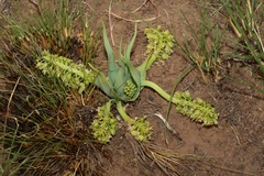 Ledebouria marginata