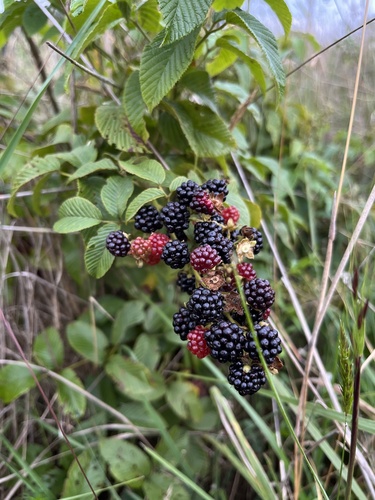 Rubus floribundus, photograph 2
