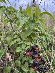 Rubus floribundus, photograph (c) Nicolás Baresch Uribe, some rights reserved (CC BY)