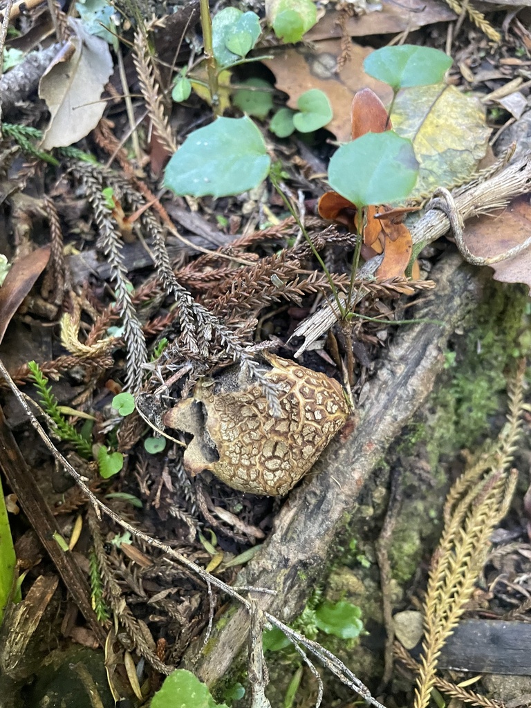 Southern Beech Amanita from Te Ika-a-Māui/North Island, Wellington ...