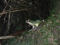 Odorrana hosii
