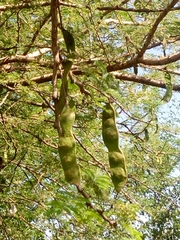 Acacia senegal image