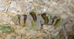 Blackbarred Reefgoby photo 1