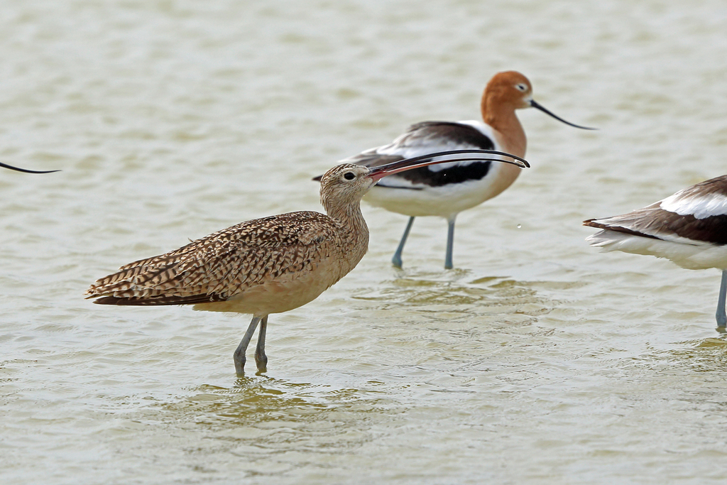 Long-billed Curlew
