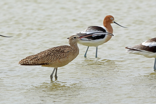 Long-billed Curlew