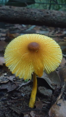 Leucocoprinus brunneoluteus