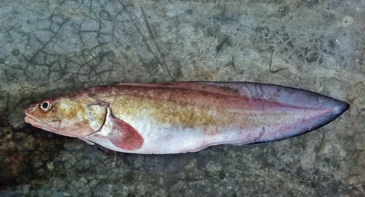 Pacific Bearded Brotula