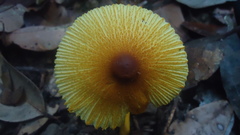 Leucocoprinus brunneoluteus