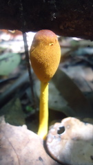 Leucocoprinus brunneoluteus