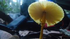 Leucocoprinus brunneoluteus