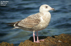 Larus schistisagus