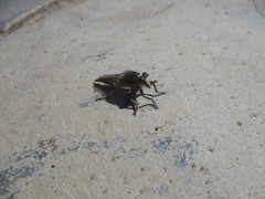 Promachus latitarsatus
