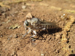 Promachus latitarsatus
