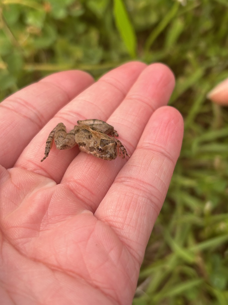 Cricket Frogs from Auburn, AL, US on April 27, 2023 at 0712 PM by
