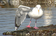 Larus argentatus vegae