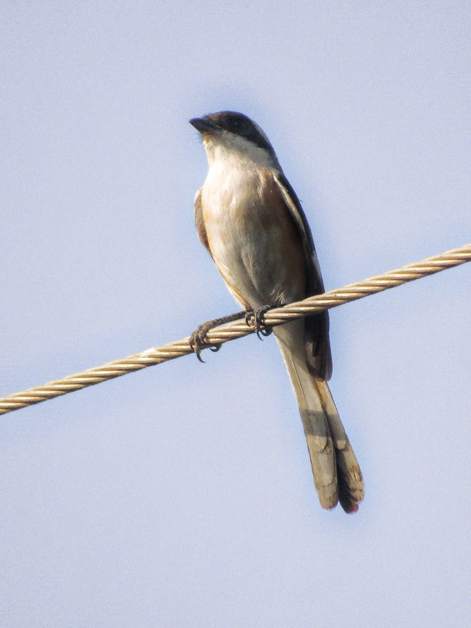 Bay-backed Shrike