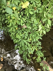 Eleutherococcus sieboldianus