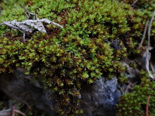 Image of Encalypta procera by no rights reserved
