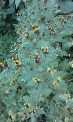 Tagetes foetidissima