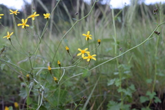 Cineraria atriplicifolia