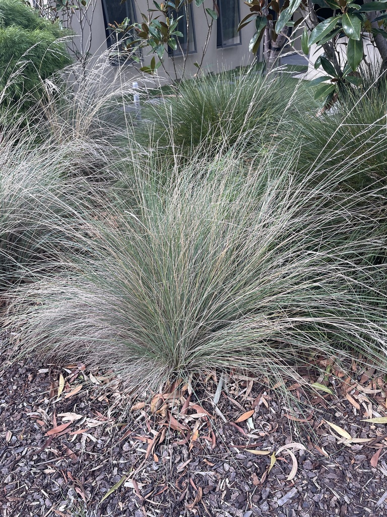 common tussock grass from Crestwood Ave, Macleod, VIC, AU on April 28 ...