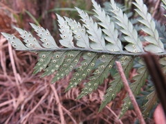 Polystichum neozelandicum neozelandicum