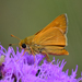 Meske's Skipper - Photo (c) Edward Perry IV, some rights reserved (CC BY-NC), uploaded by Edward Perry IV