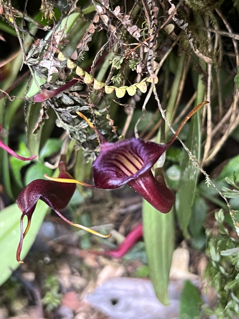 Masdevallia ventricularia